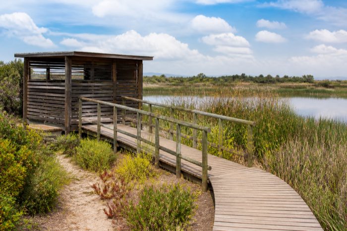 A wooden bird hide and boardwalk beside reeds at Rondevlei Nature Reserve