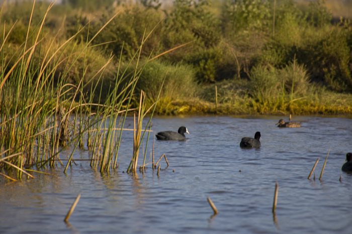 Waterbirds moving through reeds at a Cape Flats wetland reserve