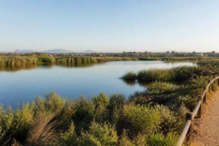 A quiet freshwater wetland at Rondevlei Nature Reserve on the Cape Flats